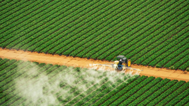 Best Local Pest Control Services  in Dover, AR