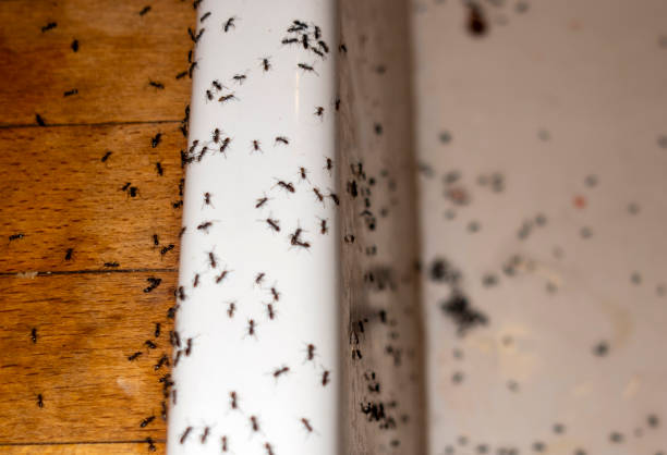 Best Flea Control Services  in Dover, AR